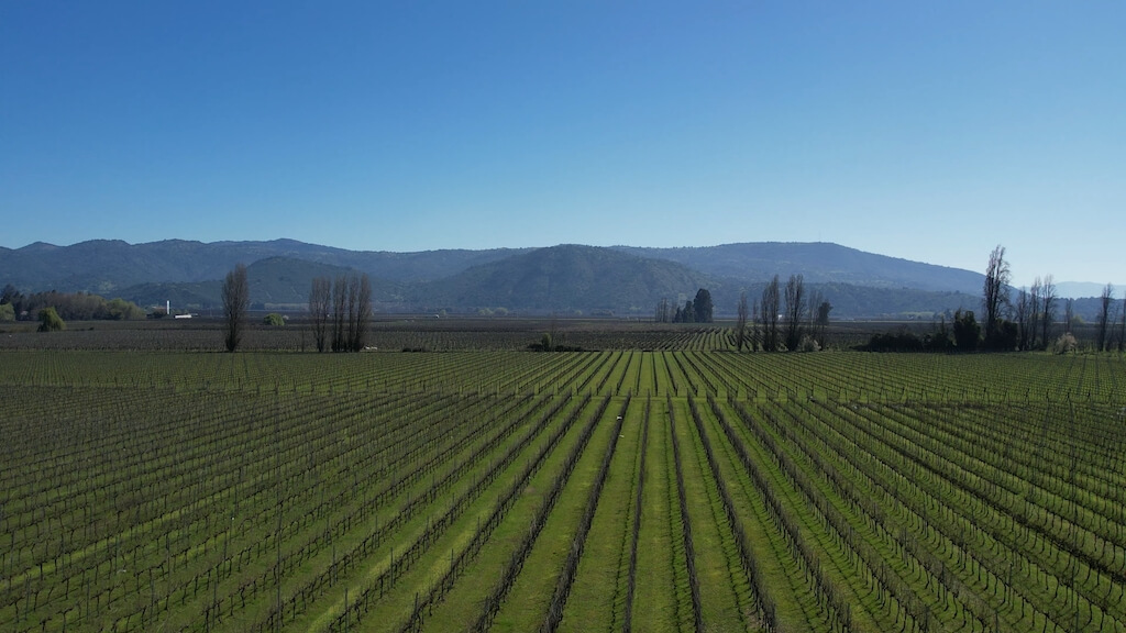 Viñas de Molina Molina - Maule